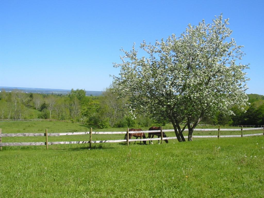 Azelia Farmhouse B&B Antigonish Buitenkant foto